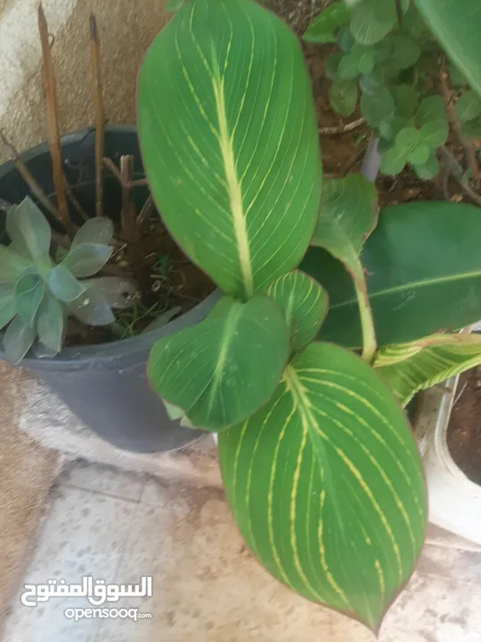 زريعه زينه للبيع