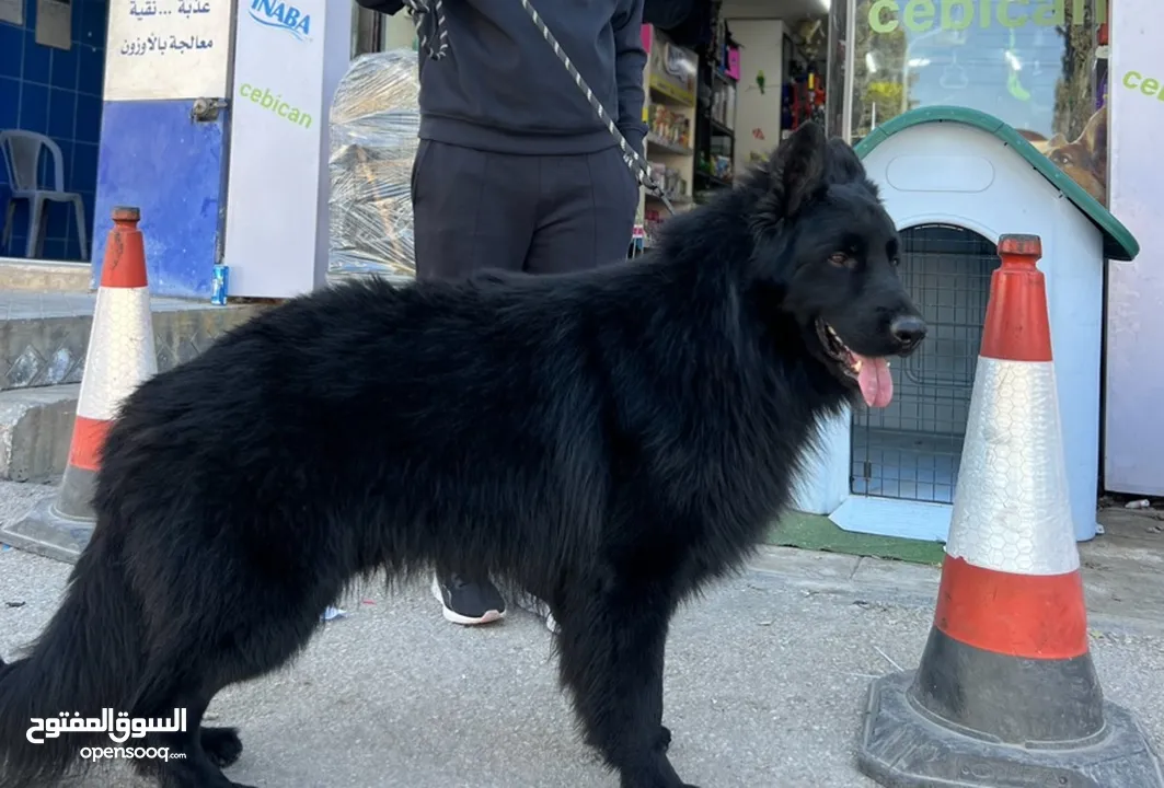 German shepherd male for stud