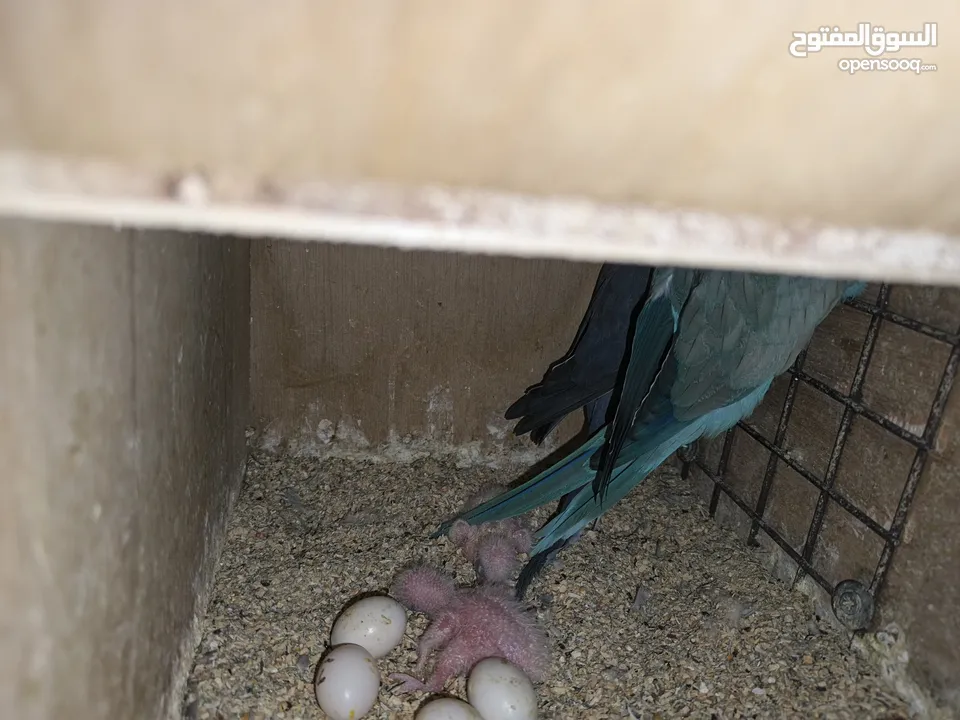 ببغاء كويكر. و دره. و فراخ دره و كويكر  تابع وصف طيور بسعر حرق