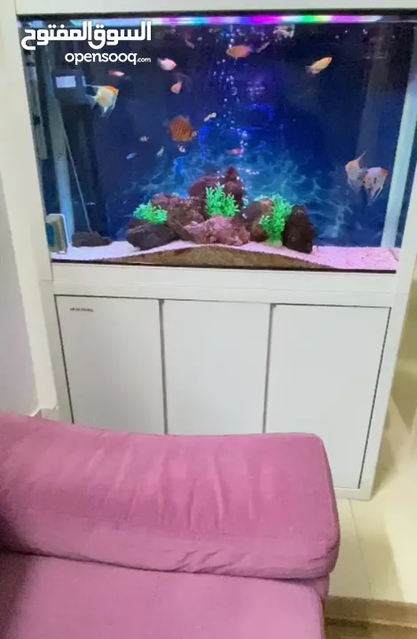 حوض سمك كبير