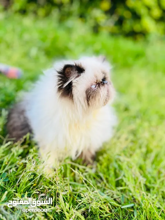 adorable Himalayan cat registered father CFA