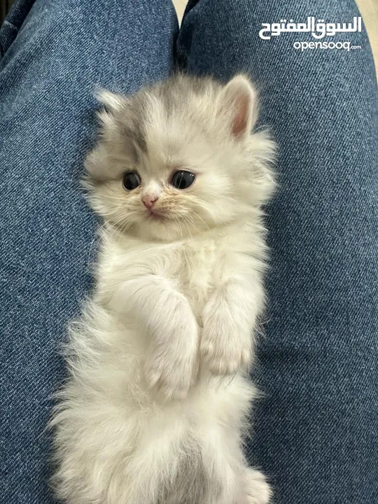 Cute small kitten from British Scottish mother and Persian father