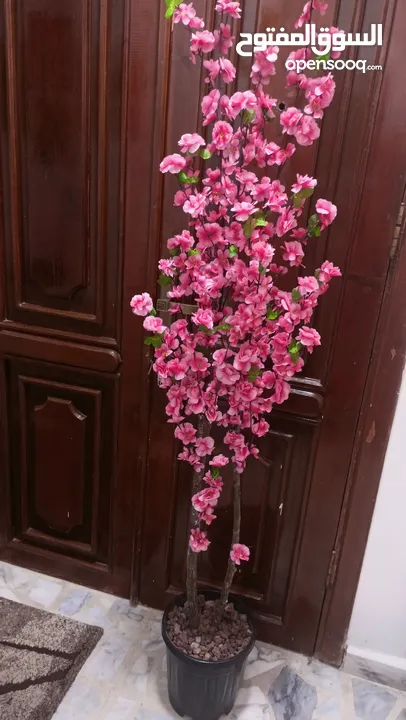 أشجار لوزيات أغصان طبيعي