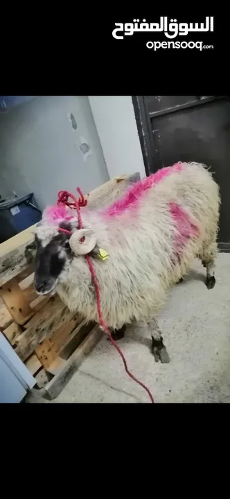 ابو وسام لذبح الاضاحي