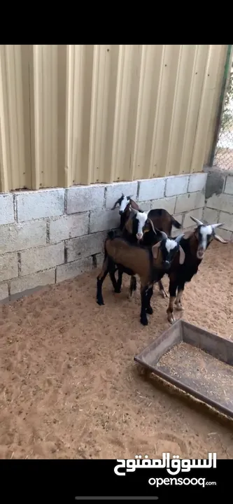 ذبايح للبيع  Goat for sale