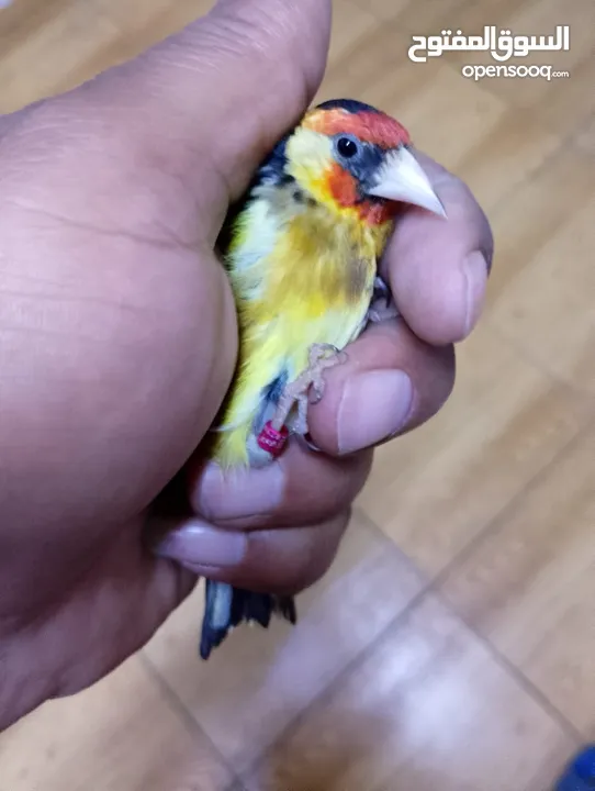 حبات طفرات حسون طفرات سائده