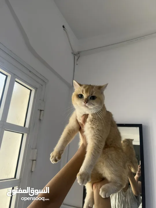 قطتان جميلتان تبحثان عن بيت دافئ  Two lovely cats looking for a loving home