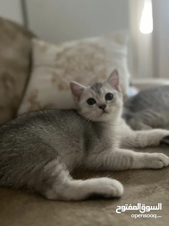 Scottish silver chinchilla