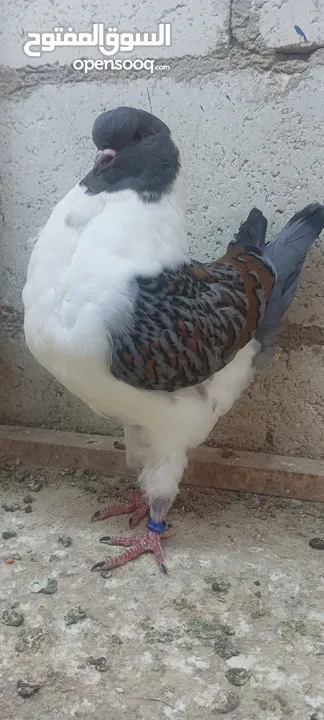 فراخ كنق .