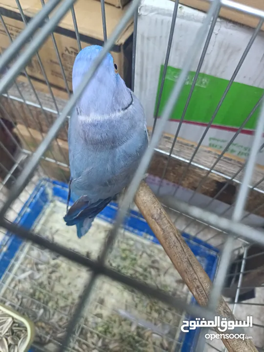 ببغاء دره لون ازرق طفره