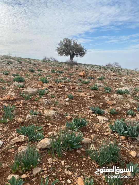 14 قطعة أرض في أجمل مناطق كفرنجه في عجلون