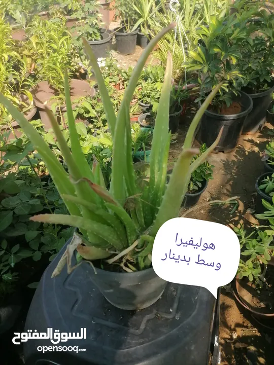 اشتال للبيع يتوفر اشتال منوعه وجميله