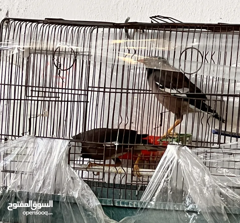 جوز طائر المينا اقرأ الوصف