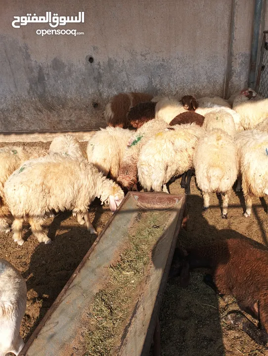 ذبيح للبيع طيبه سمان عزيمه ثلاجه خرفان طيبة هرفي جذع وتساب اتصال لتوصيل جميع مناطق قطر سوري بلدي