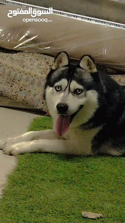 كلب هاسكي (اليكس)