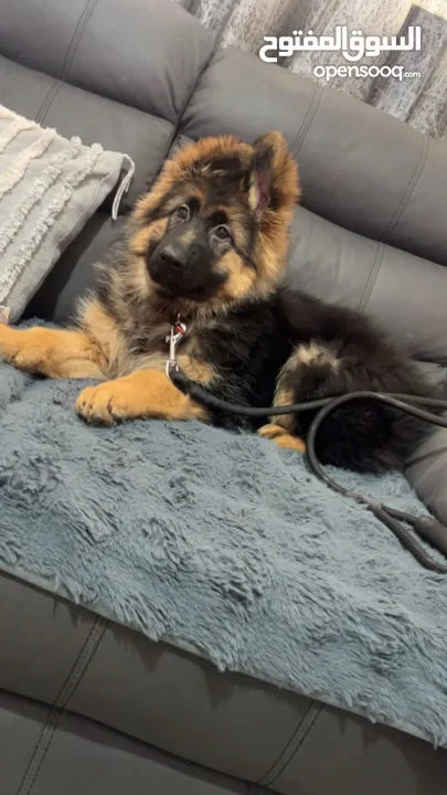 جرو جيرمن 3 شهور للبيع