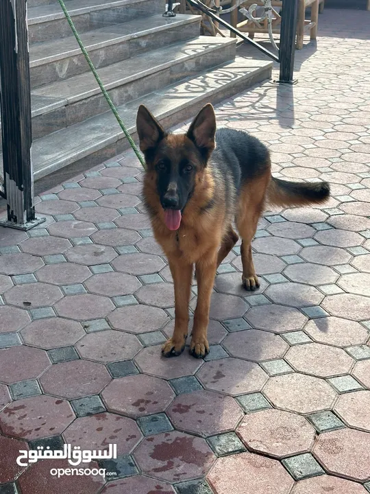 Female German Shepherd جيرمان شيبرد إناث