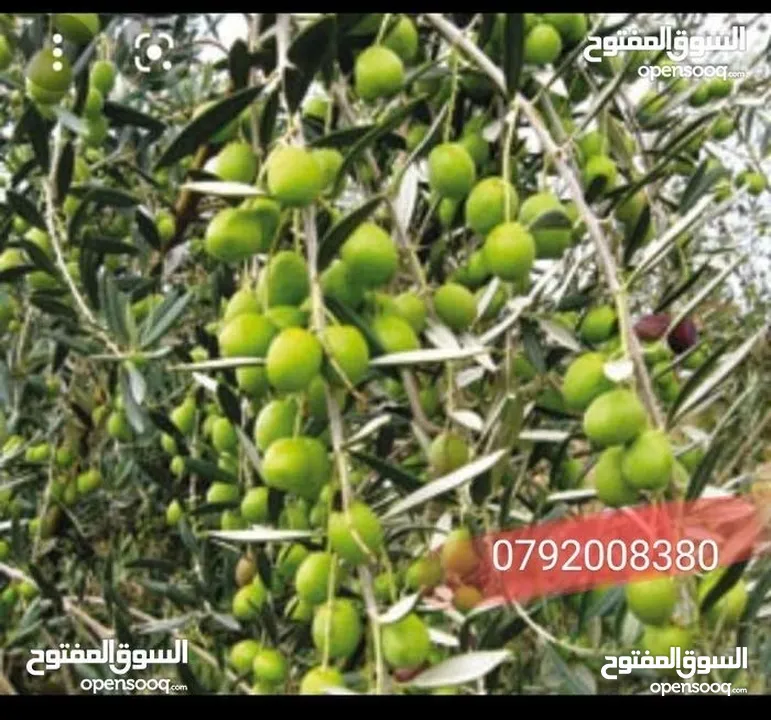 فرصه للشراء ارض مشجره جاهزه داخل التنظيم ومخدومه شارع معبد خدمات كامله ومطله