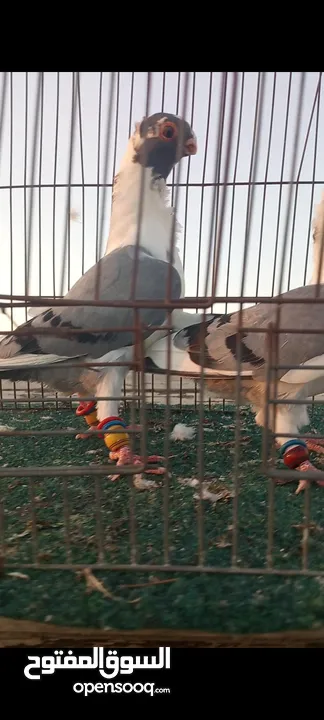 جوز فراخ اسطنابله  زرق وفرخ اسطنبولي احمر حبكين موجودات في الهاشمي الجنوبي