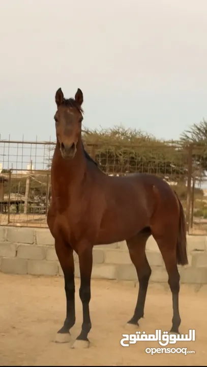 خيل عربي فحل