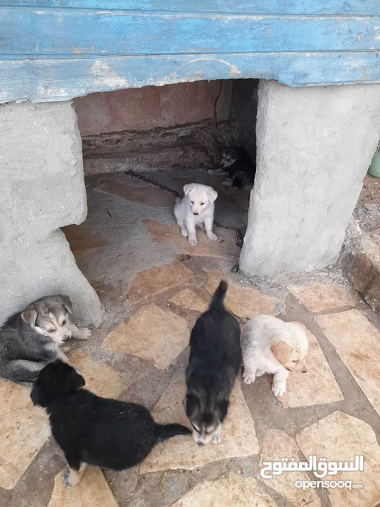 100% pure German mix Golden ×× husky puppies