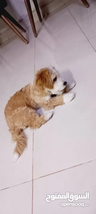 (send me whatsup)Male /Mini malltipoo/5 months old