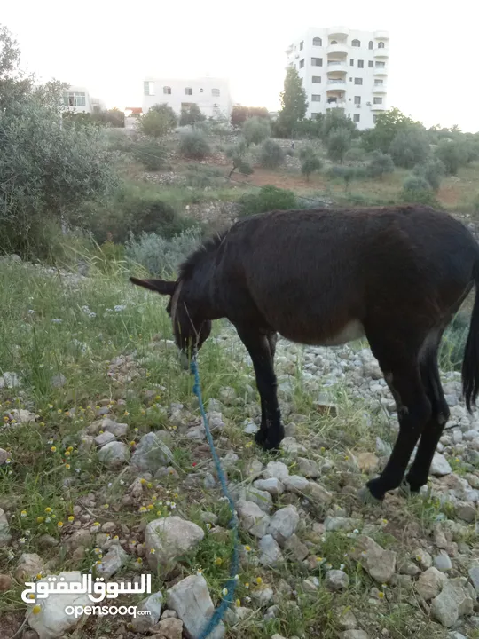 حمار فحل كفاله من كول اشي عمال