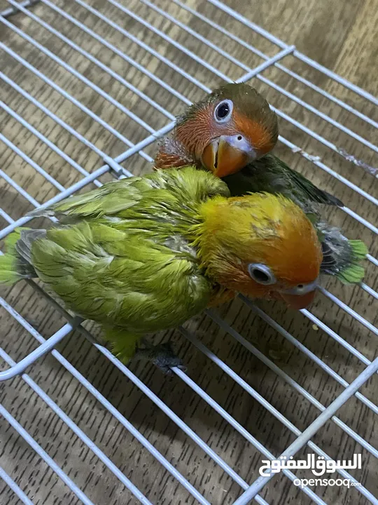 Fischer love bird babies