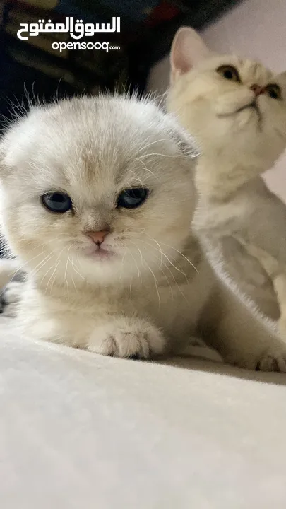انثى سكوتش دبل فولد Cy11