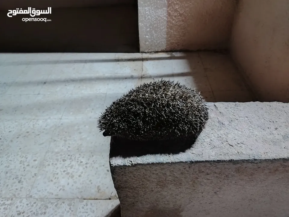 قنفذ أنثى صحه ونضافه 13