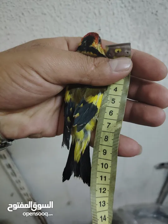 حسون كلاسك اصفر مايور حجل 24