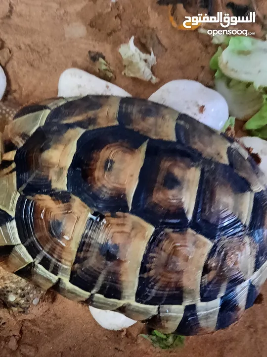 sulcata tortoise