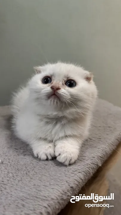 Scottish fold female  انثى سكوتش فولد