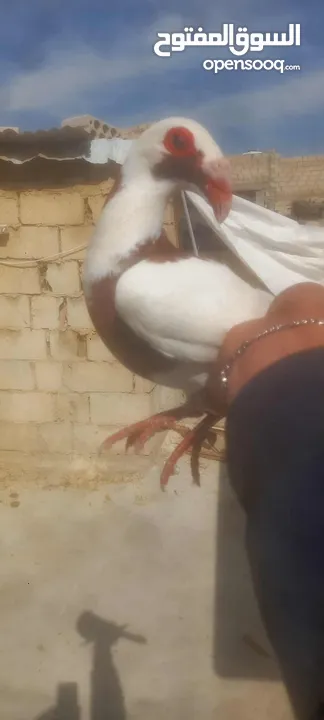 جوز معاكيف اسكندرانيات حمر