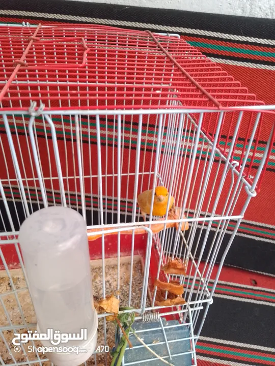 طيور كنار للبيع
