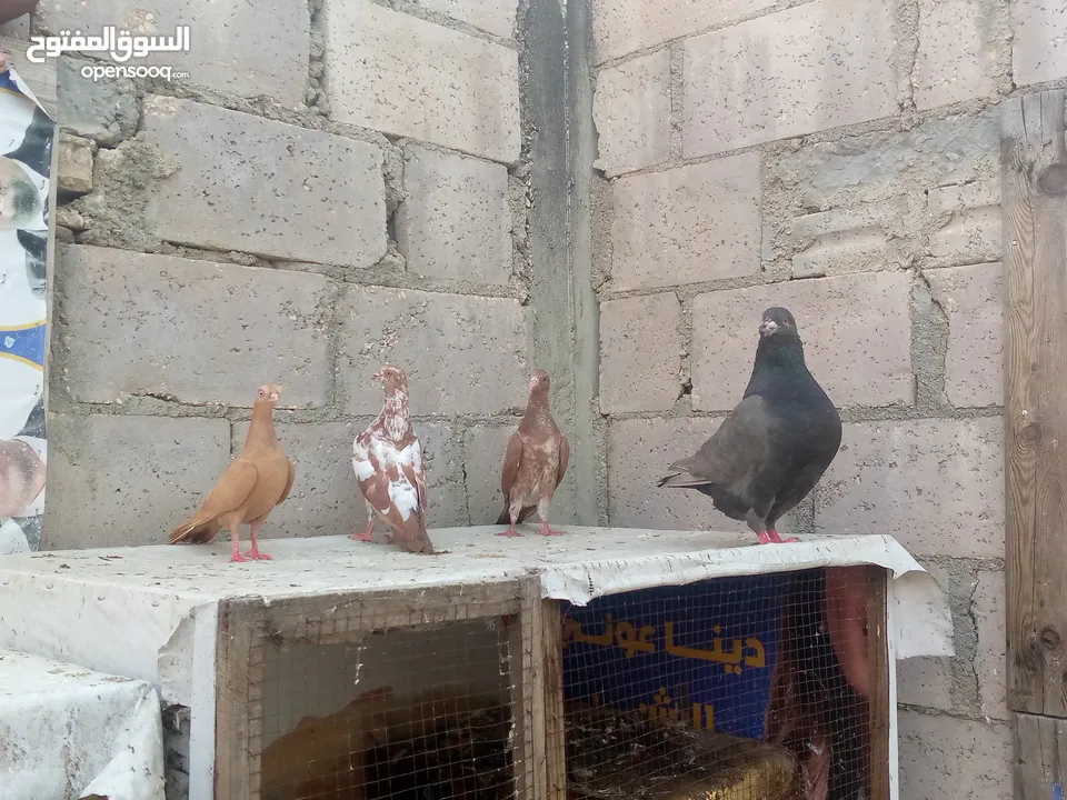 مالطي فنر الماني كنك كنق هزاز هندي باكستاني عمري طيور حب التسليم بالسلط لمعرفة السعر يرجى الاتصال