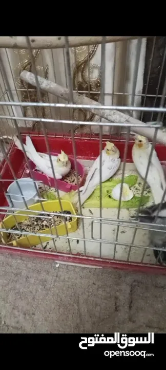 عصافير للبيع