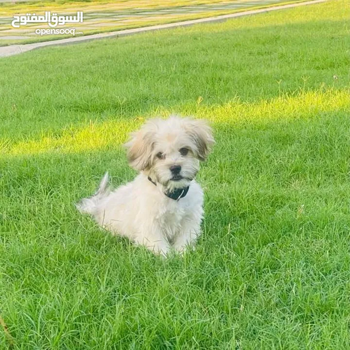 Maltese Puppy Female