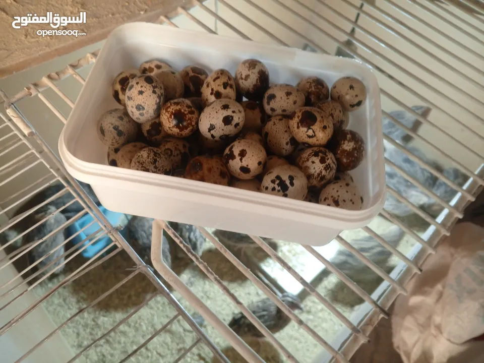 فرض طيور سمان