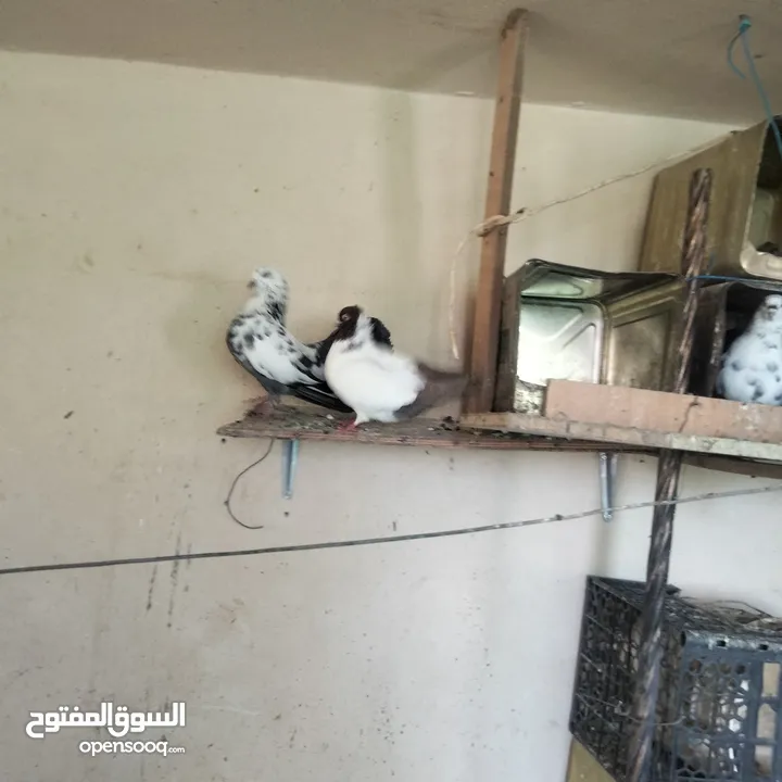 حمام للبيع