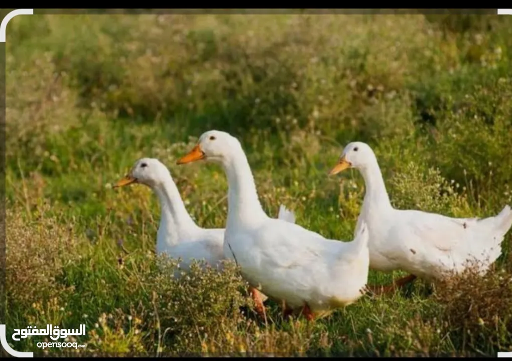 بط بصلاه على النبي صحه ونضافه