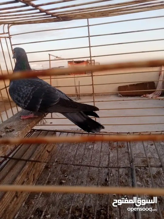 حمامت قوايه للبيع حرق كوم كامل موجود فيديوه مطارهم وتعال كش في ايدك