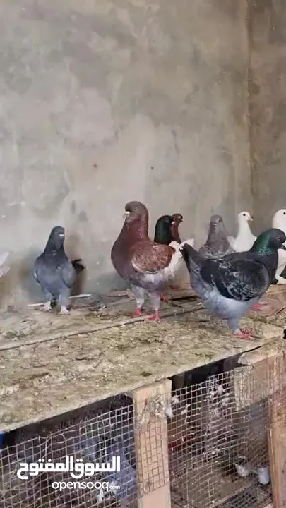 حمام كنج وحمام مصري للبيع