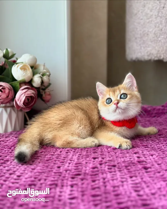 golden British shorthair