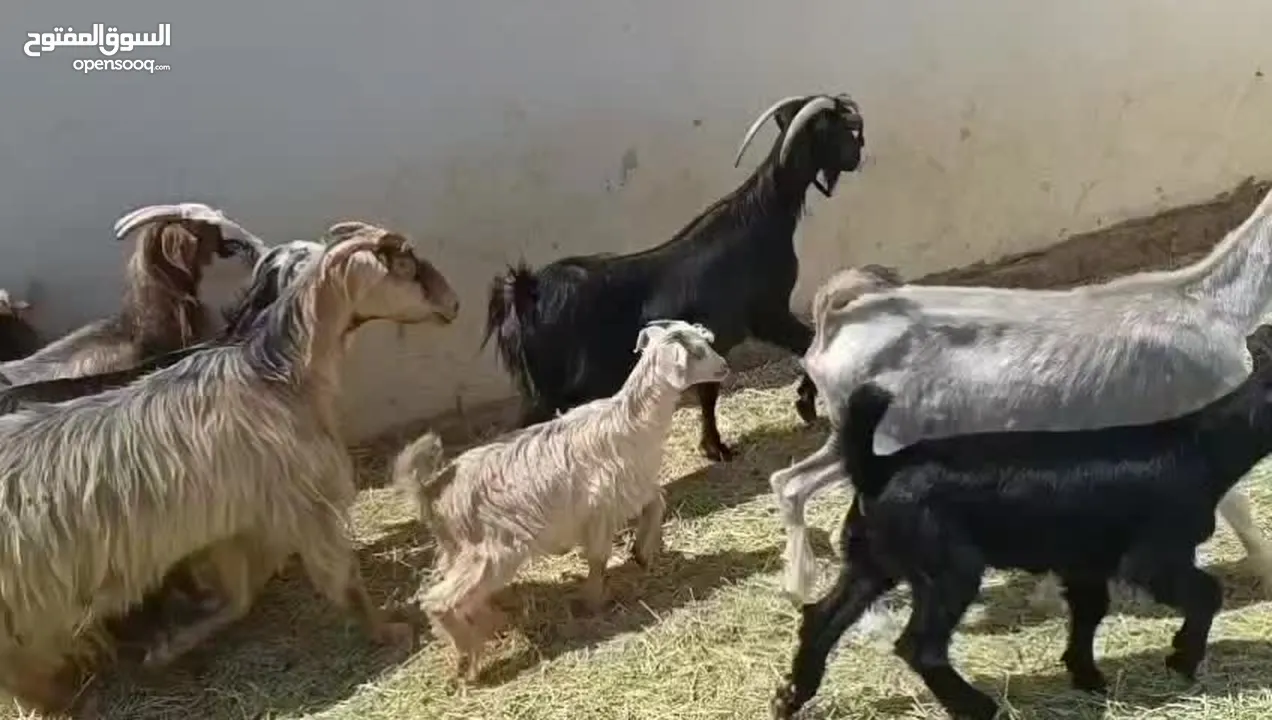 زرب غنم مع ولادهن كل وحده تحتها واحد  للكل العدد 18 يطيح لراس 38