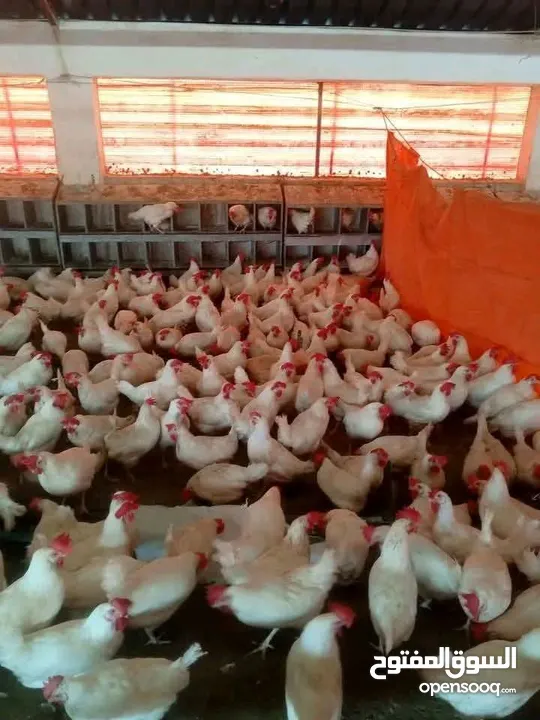 مزارع دجاج البياض