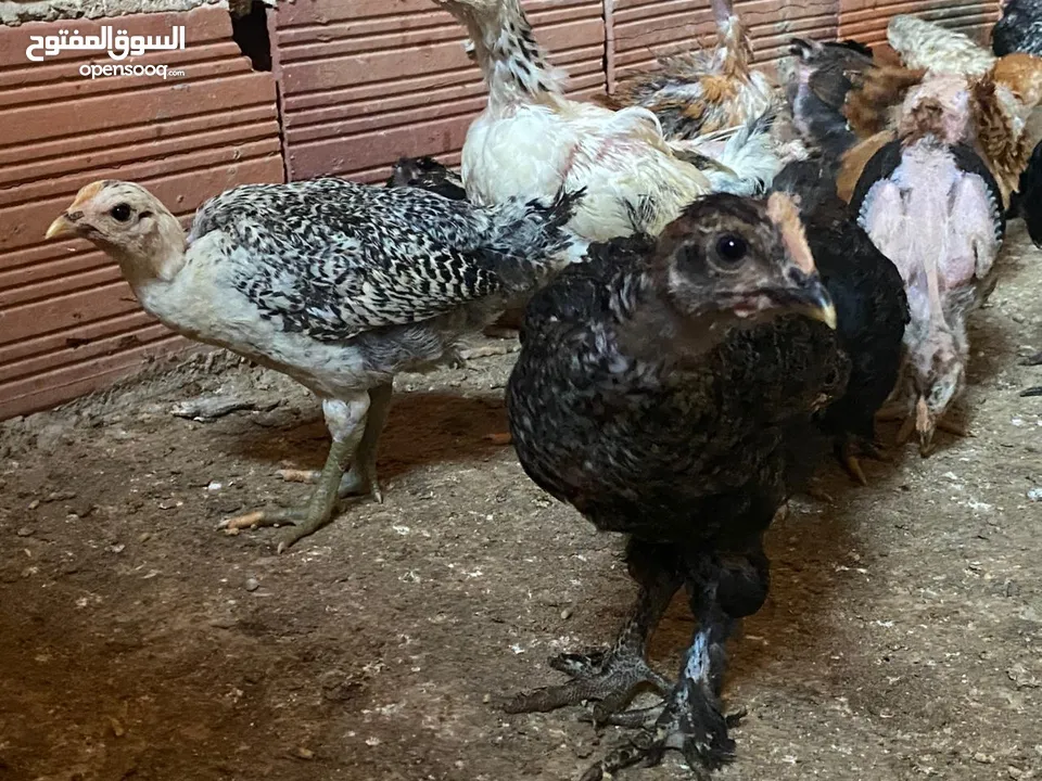 دجاج  فيومي وعربي وجيان