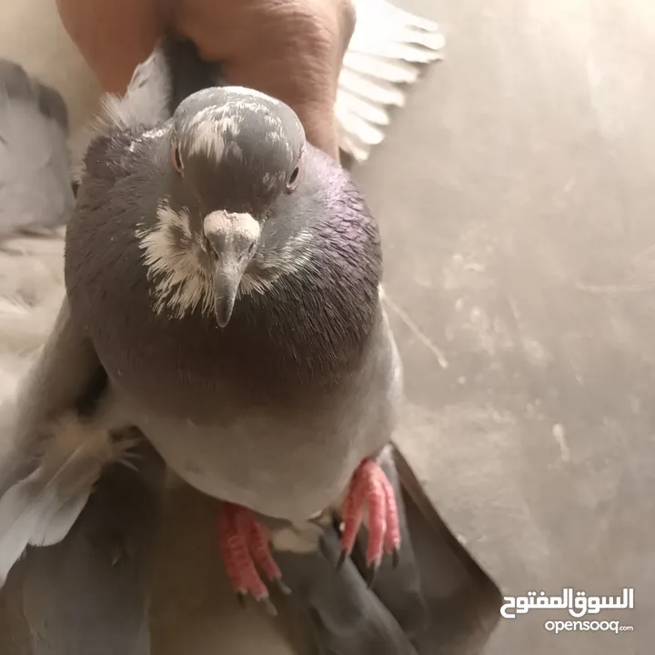 حمام بلدي شغال وصحه قويه شغل تربايه ومشروع زغاليل
