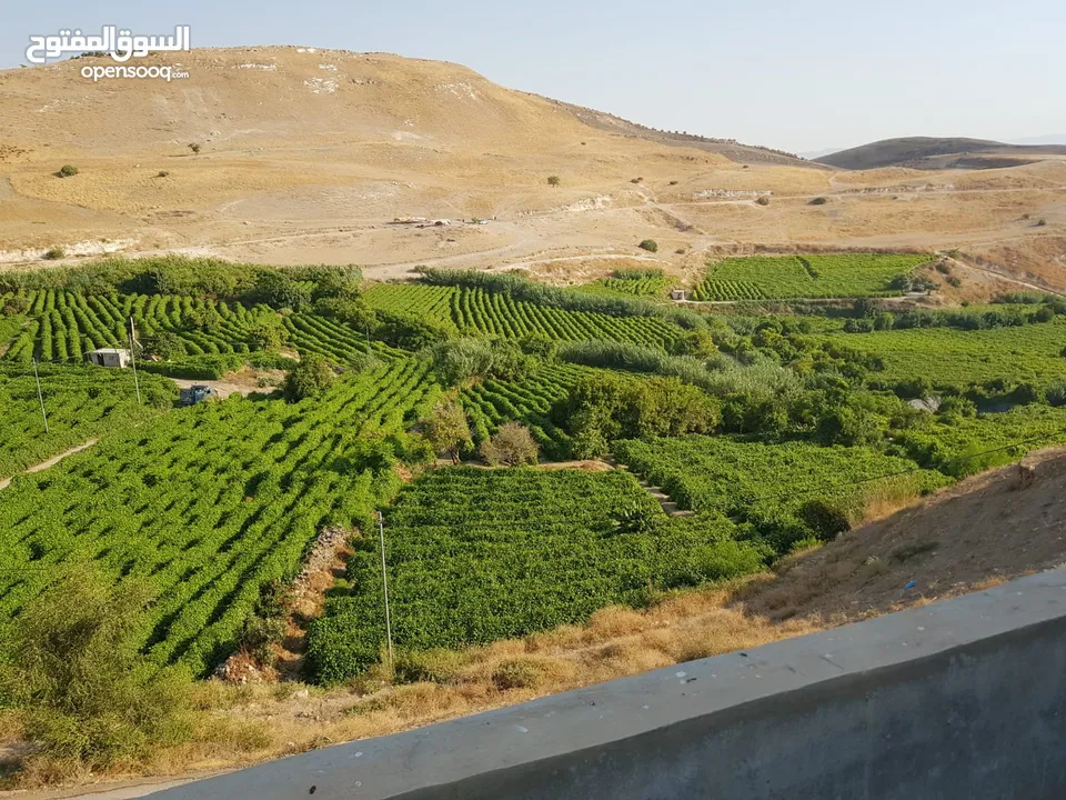 مزرعه مميزه في طبقة فحل جانب الاثار