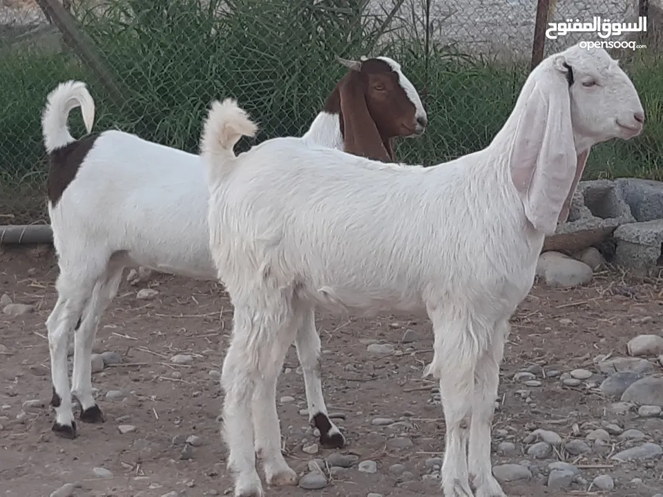 رموج من حلال الرحوب ووحدة تحتها جدي ماشاء الله حلال طيب ونظيف للتربية